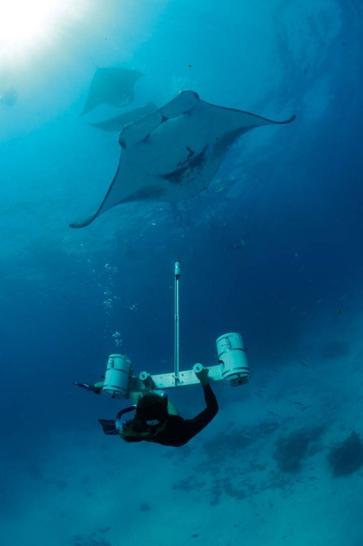 Investigador usando una cámara estereo para medir las mantas raya, Hanifaru Bay, Atolón Baa, Maldivas © Guy Stevens, Manta Trust 2012