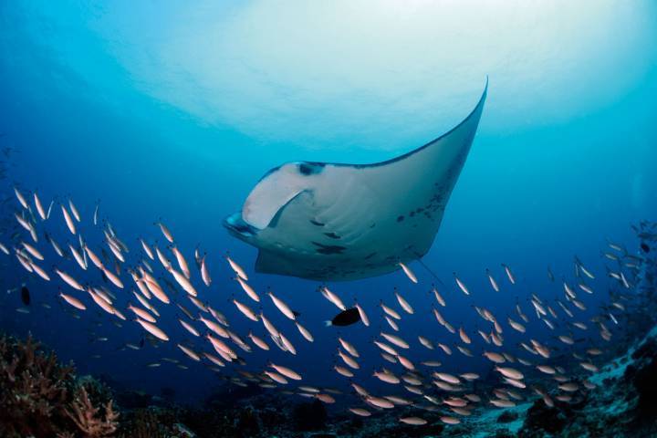 Manta raya de arrecife, Manta alfredi, Dhiggaru Kandu, Atolón Ari, Maldivas © Guy Stevens, Manta Trust 2015