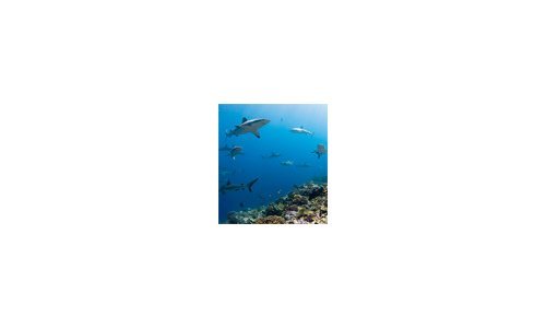 Blancpain Aplaude la Ampliación del Compromiso con «Pristine Seas»