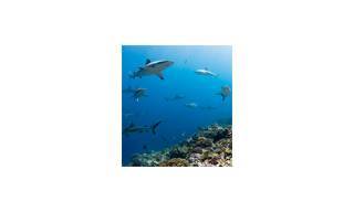 Blancpain Aplaude la Ampliación del Compromiso con «Pristine Seas»