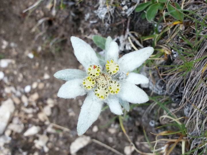 Edelweiss: Un símbolo Suizo especial