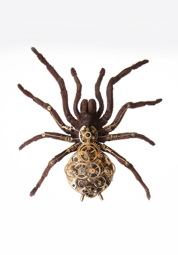 Lycosa Tarentula de Gaby Wormann