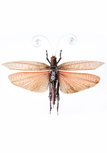 Tropidacrix Dux de Gaby Wormann